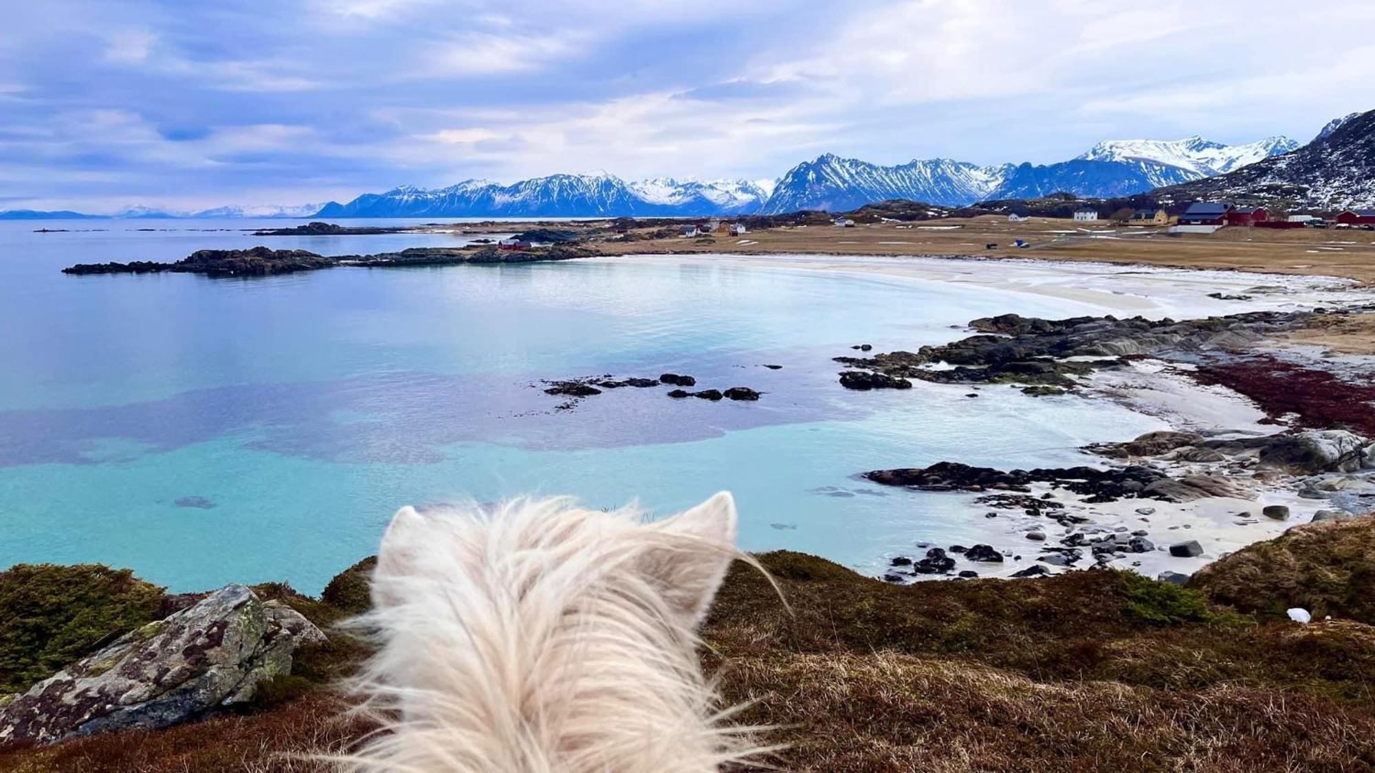 Lofoten Links Lodge Gimsoy